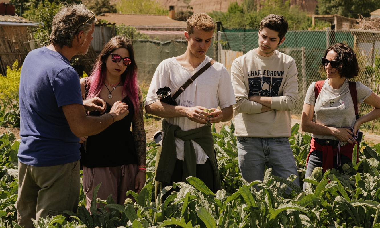 Visita a una huerta de alcachofas en Tudela