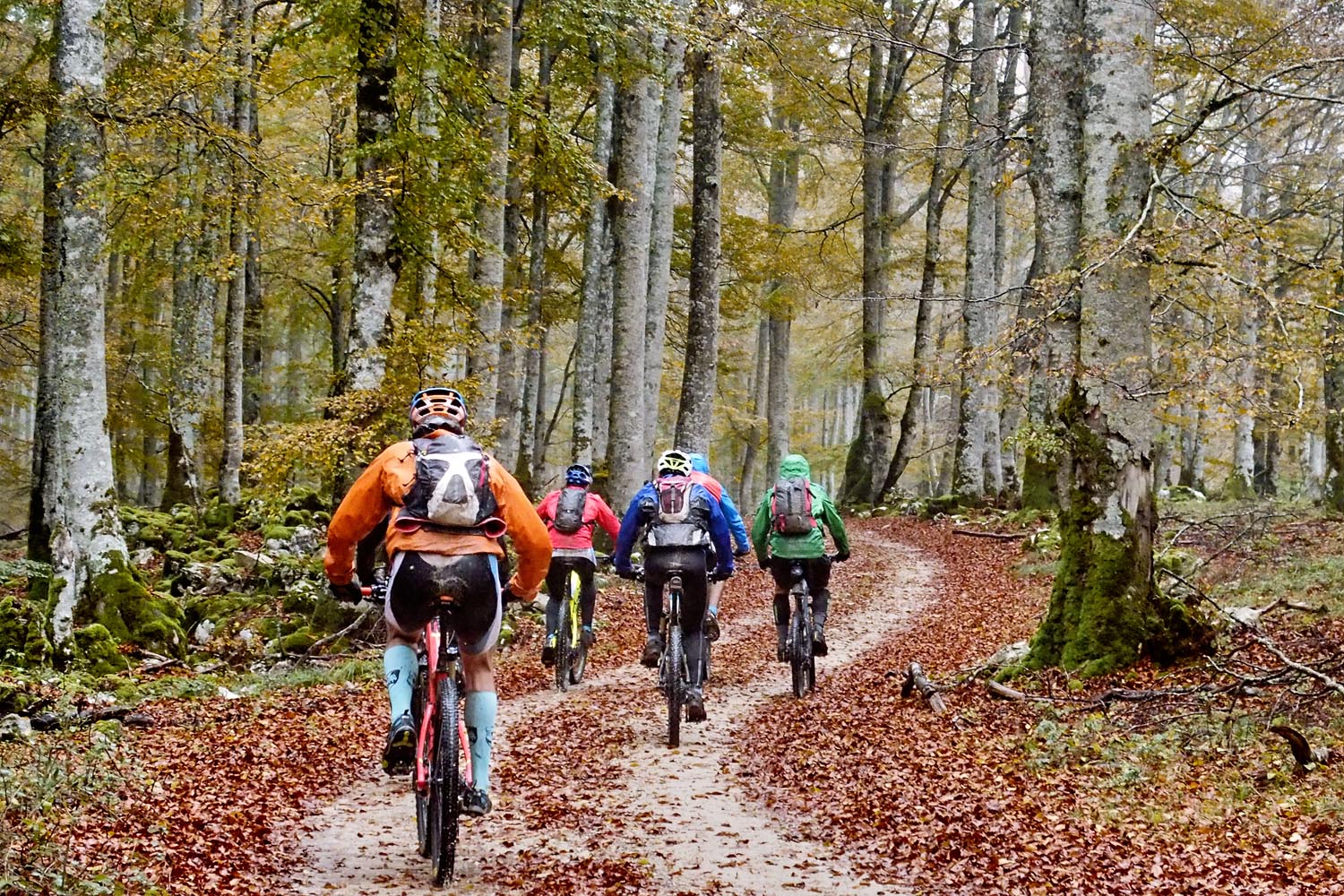 Groupe de cyclistes dans la forêt de hêtres