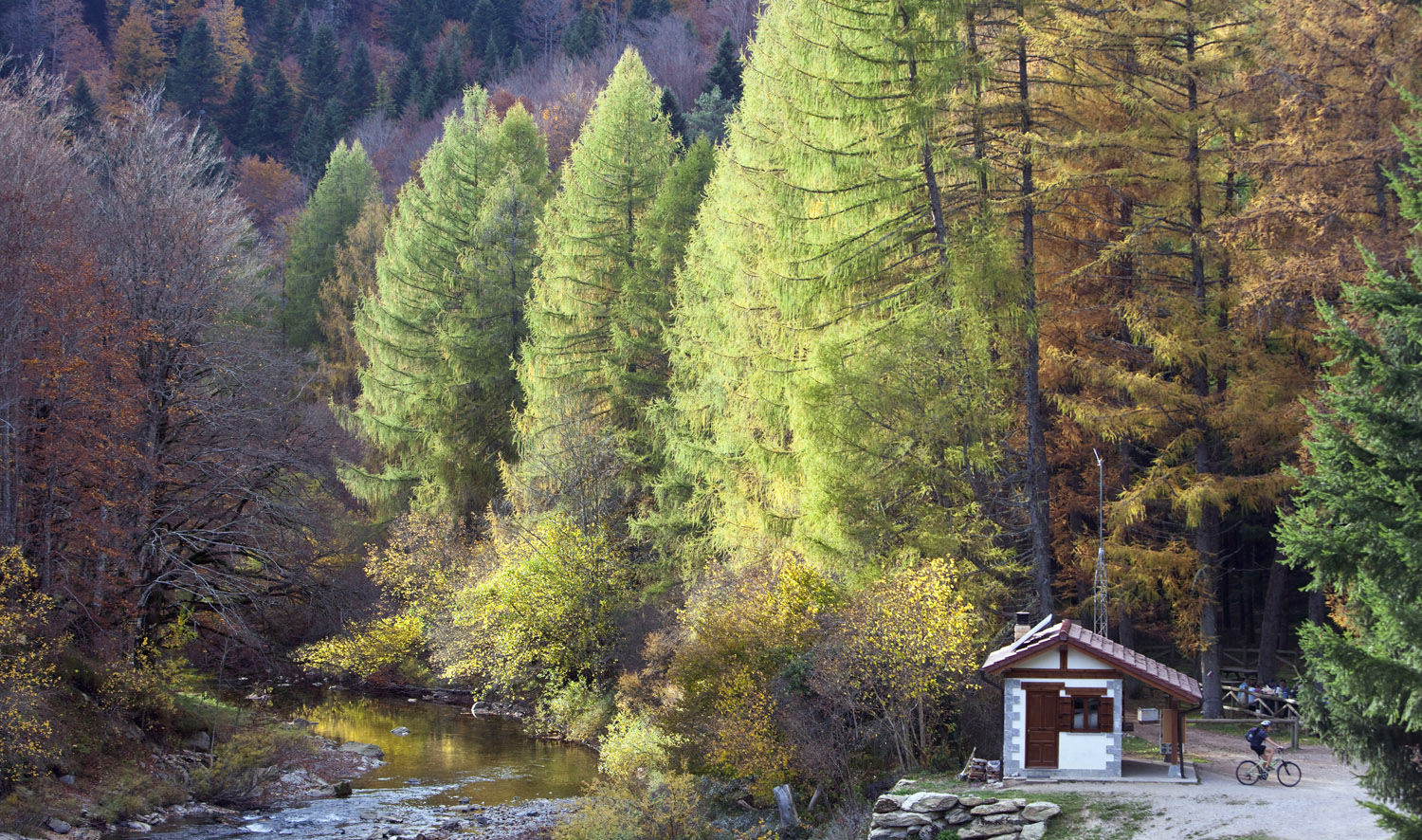 bosque de abetos y hayas en Irati en otoño