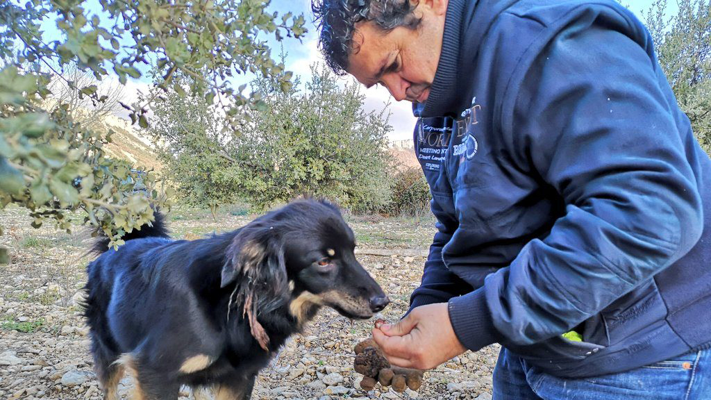 Expérience de la truffe dans la vallée de Yerri