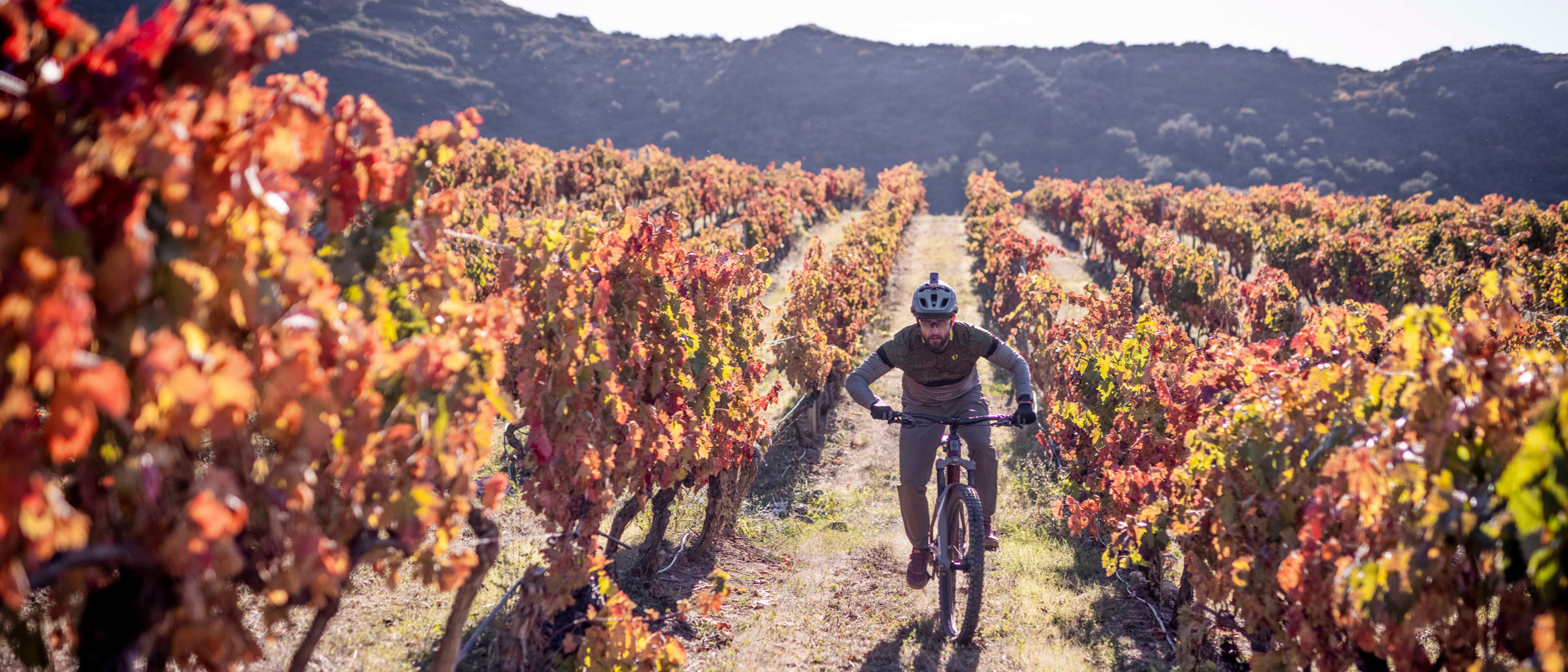 Ciclista entre viñas