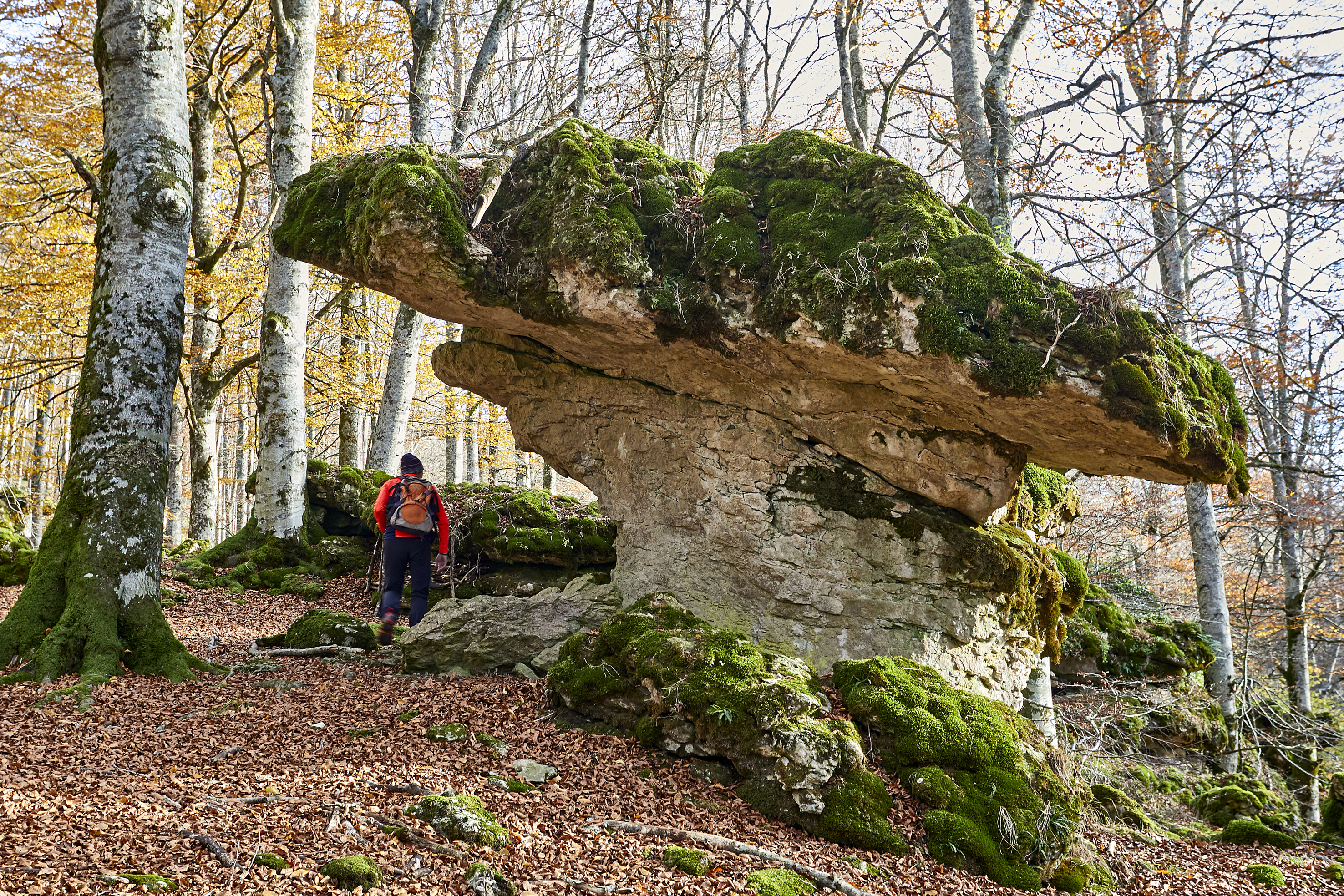 Imagen de tronco milenario del bosque encantado y un senderista