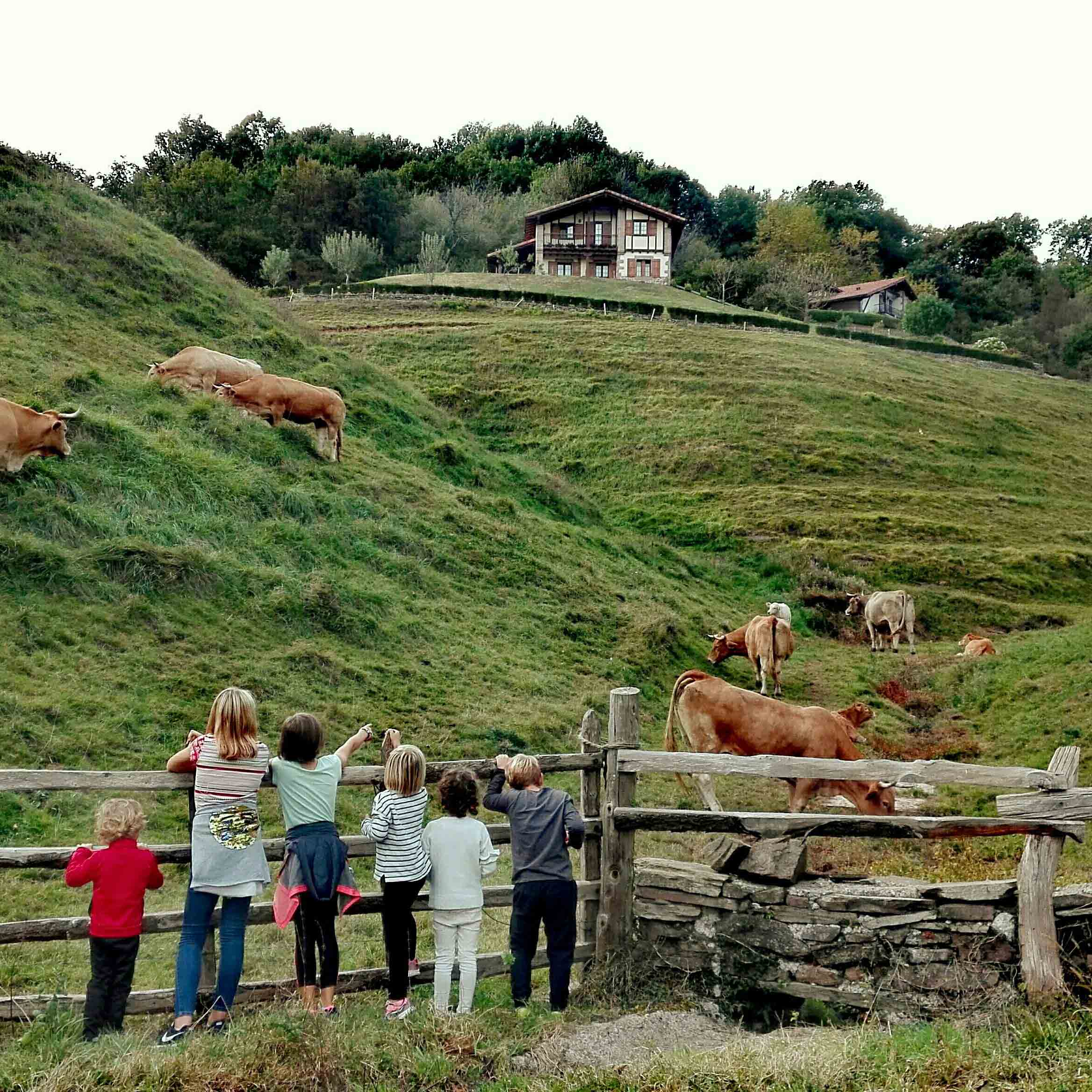 niños mirando a las vacas de un prado