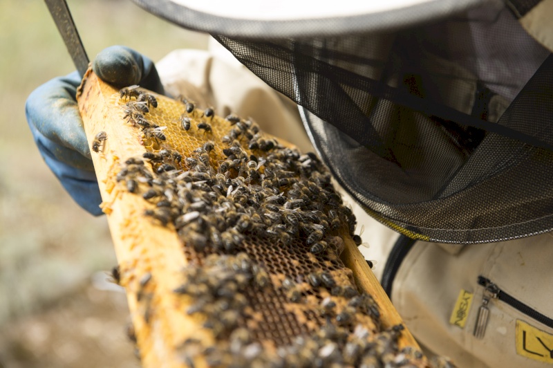 Primer plano del apicultor con las abejas