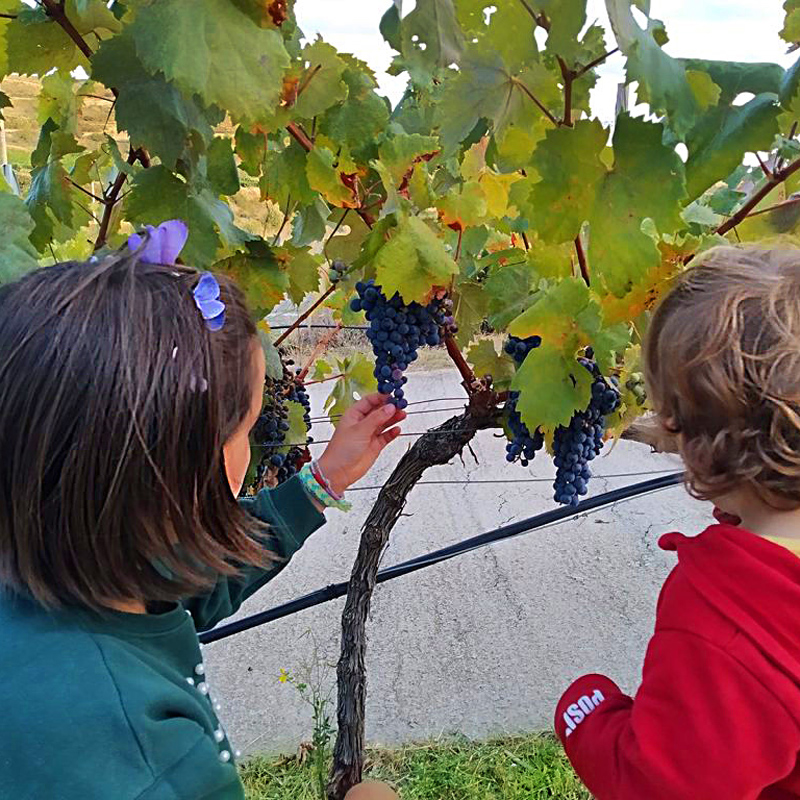 Dos niños tocando racimos de uva