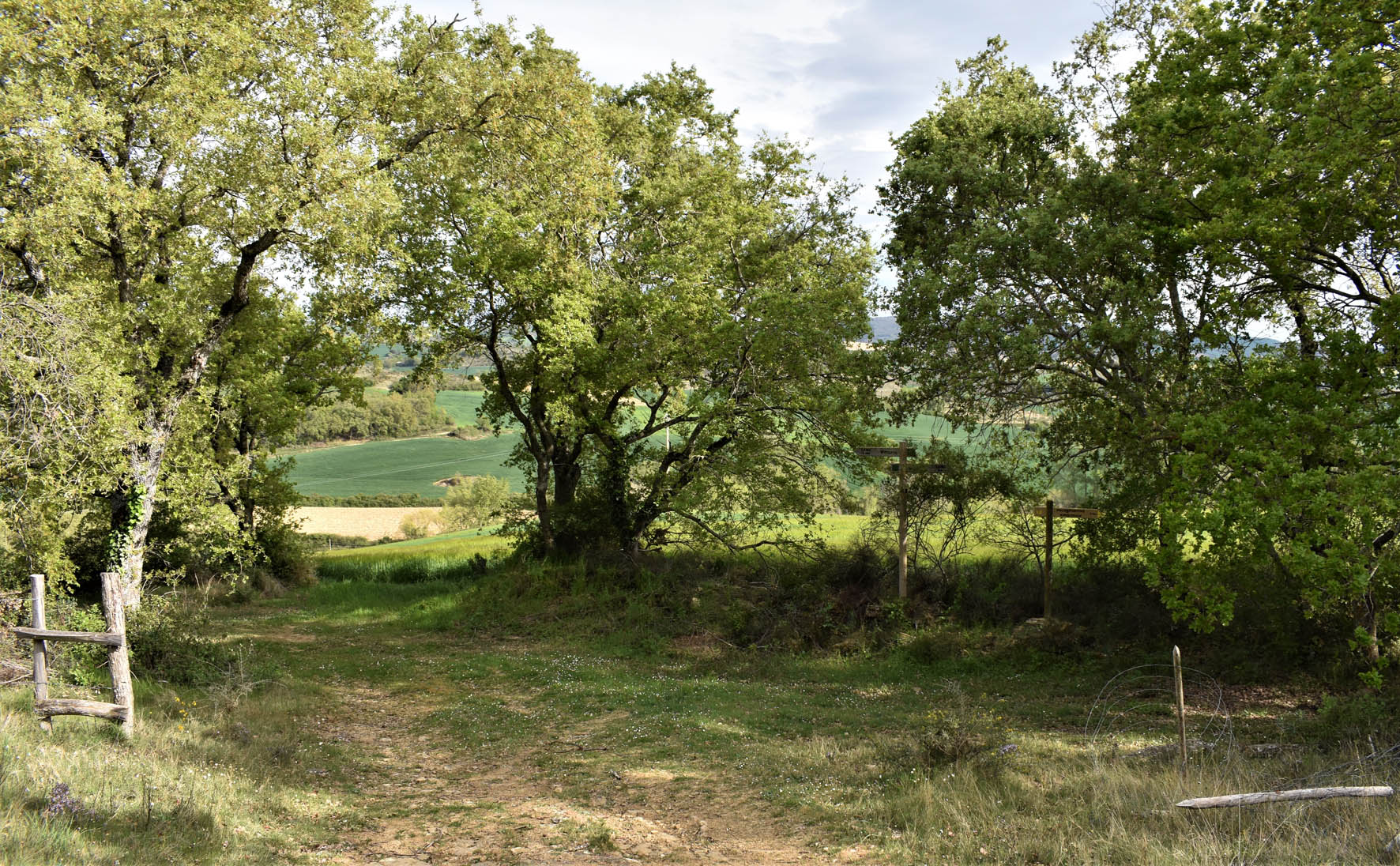 camino entre árboles verdes