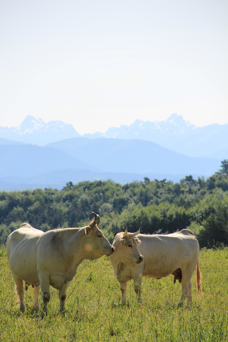 Dos vacas en un prado y al fondo los Pirineos