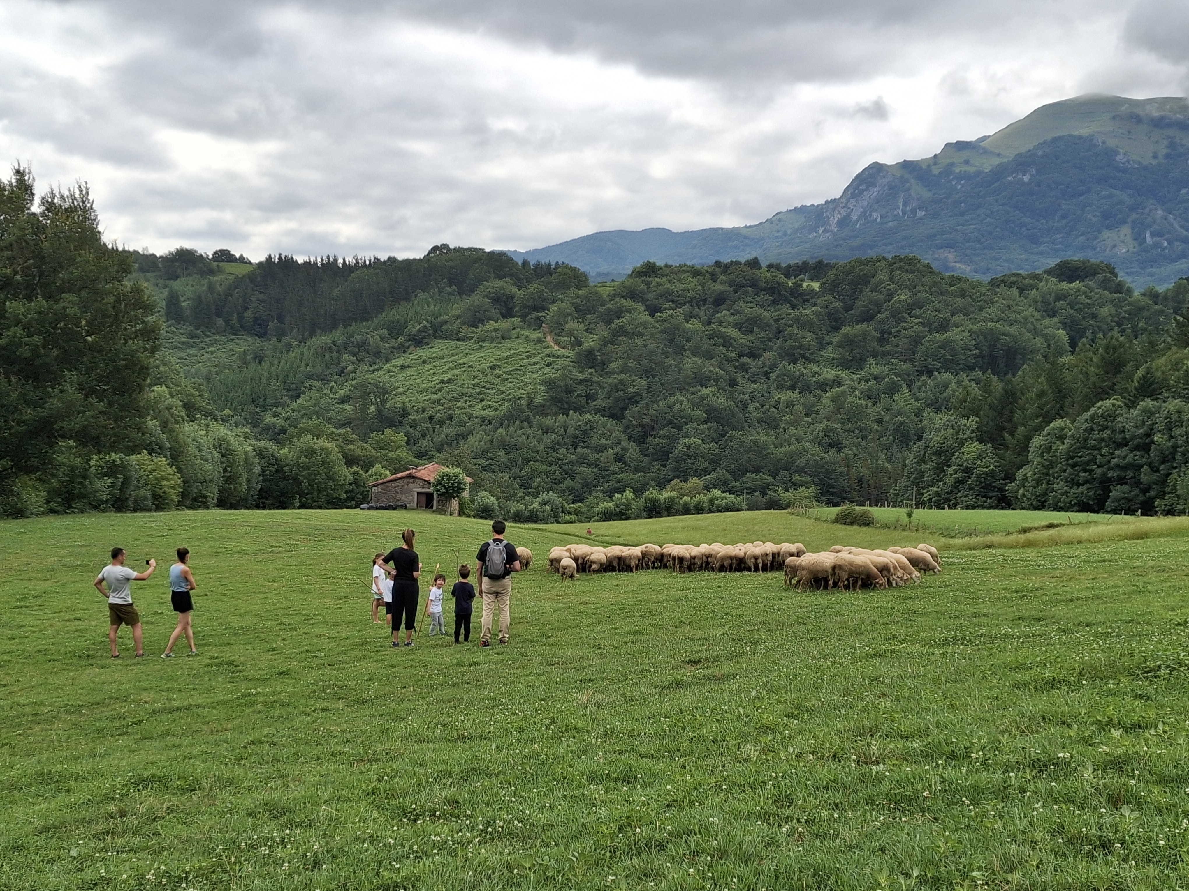 niños y adultos en un prado verde donde hay un reaño de ovejas