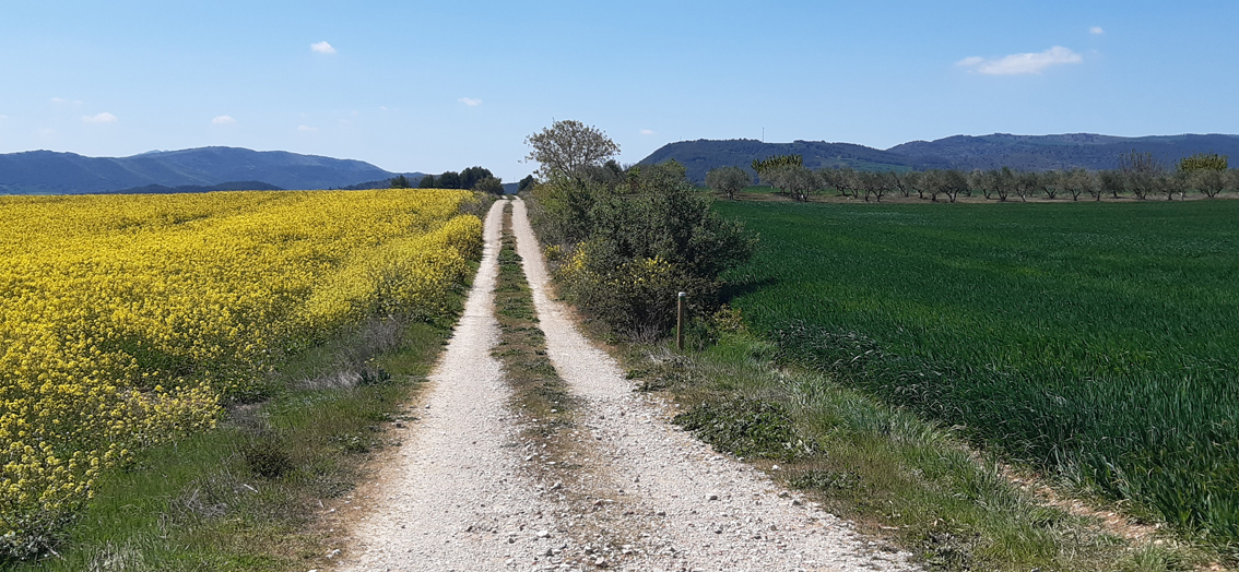 camino entre un campo amarillo y otro verde