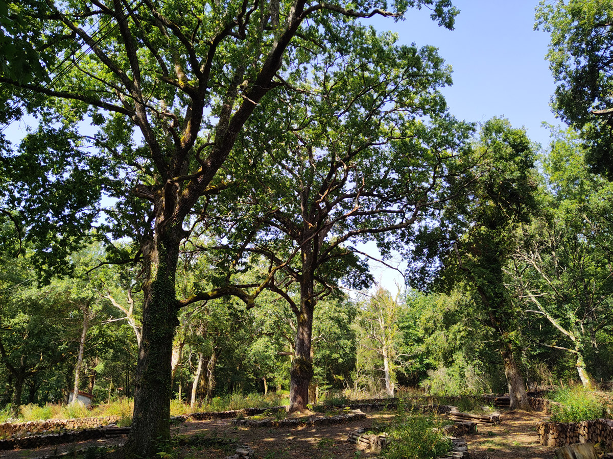bosque con varios robles