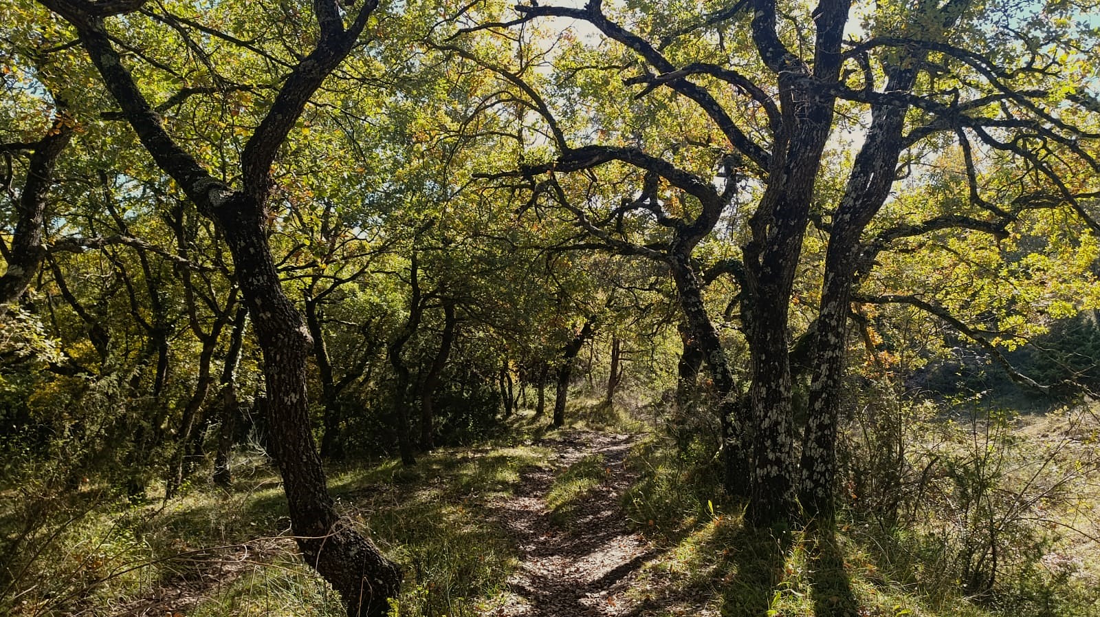 camino entre árboles