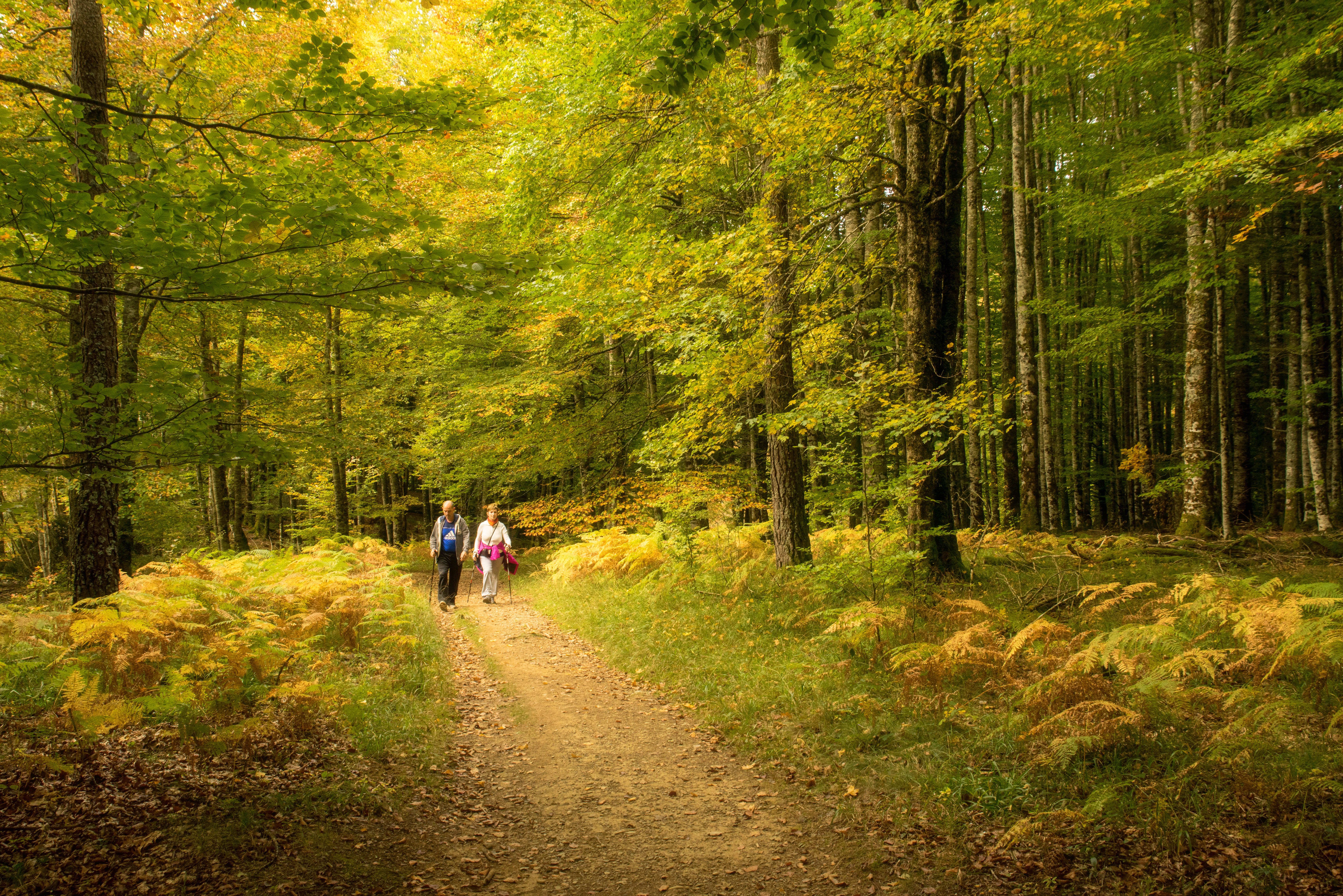 Una pareja andando por un camino rodeado de árboles en otoño en la Selva de Irati