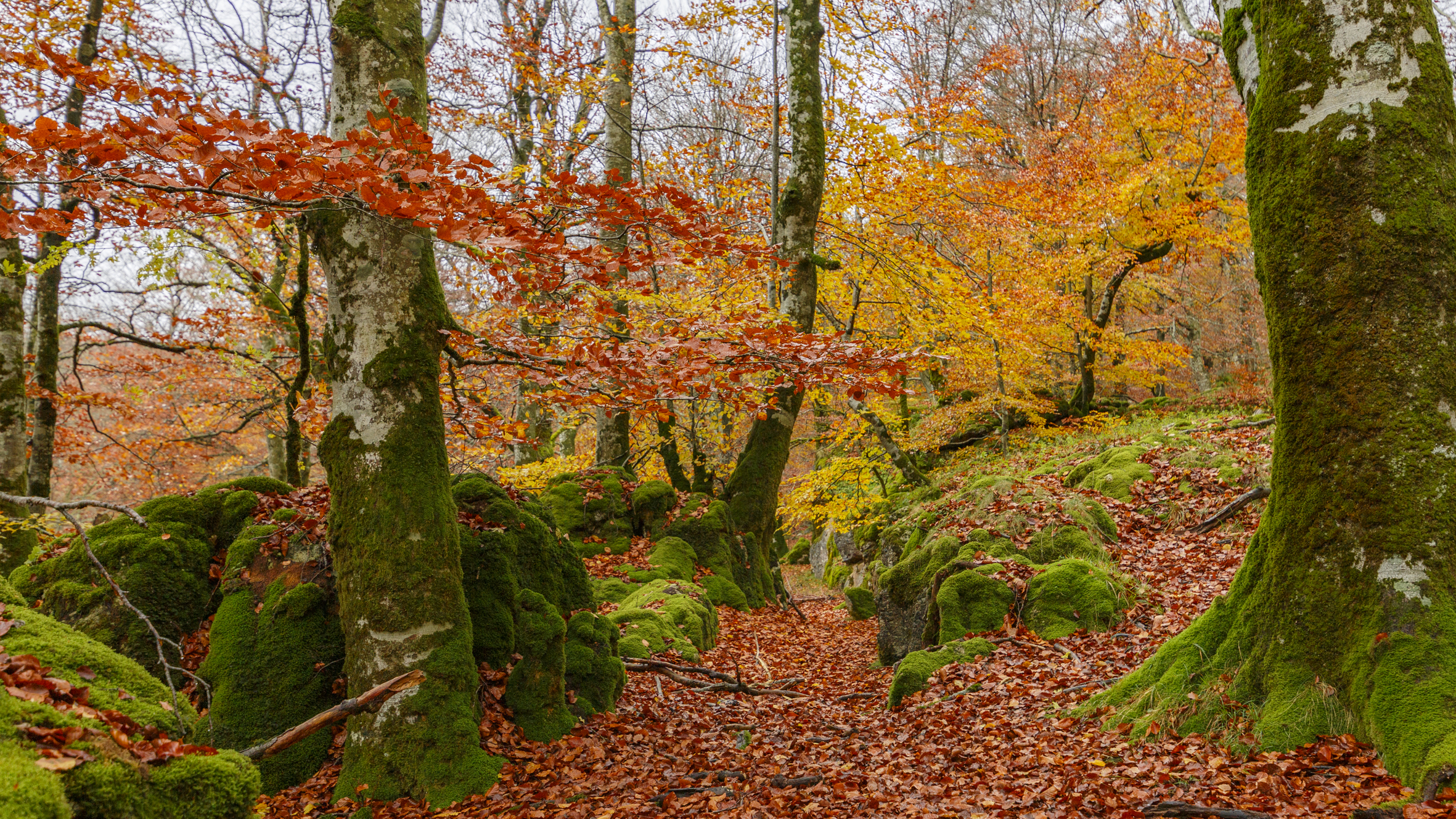 Bosque otoñal de Urbasa