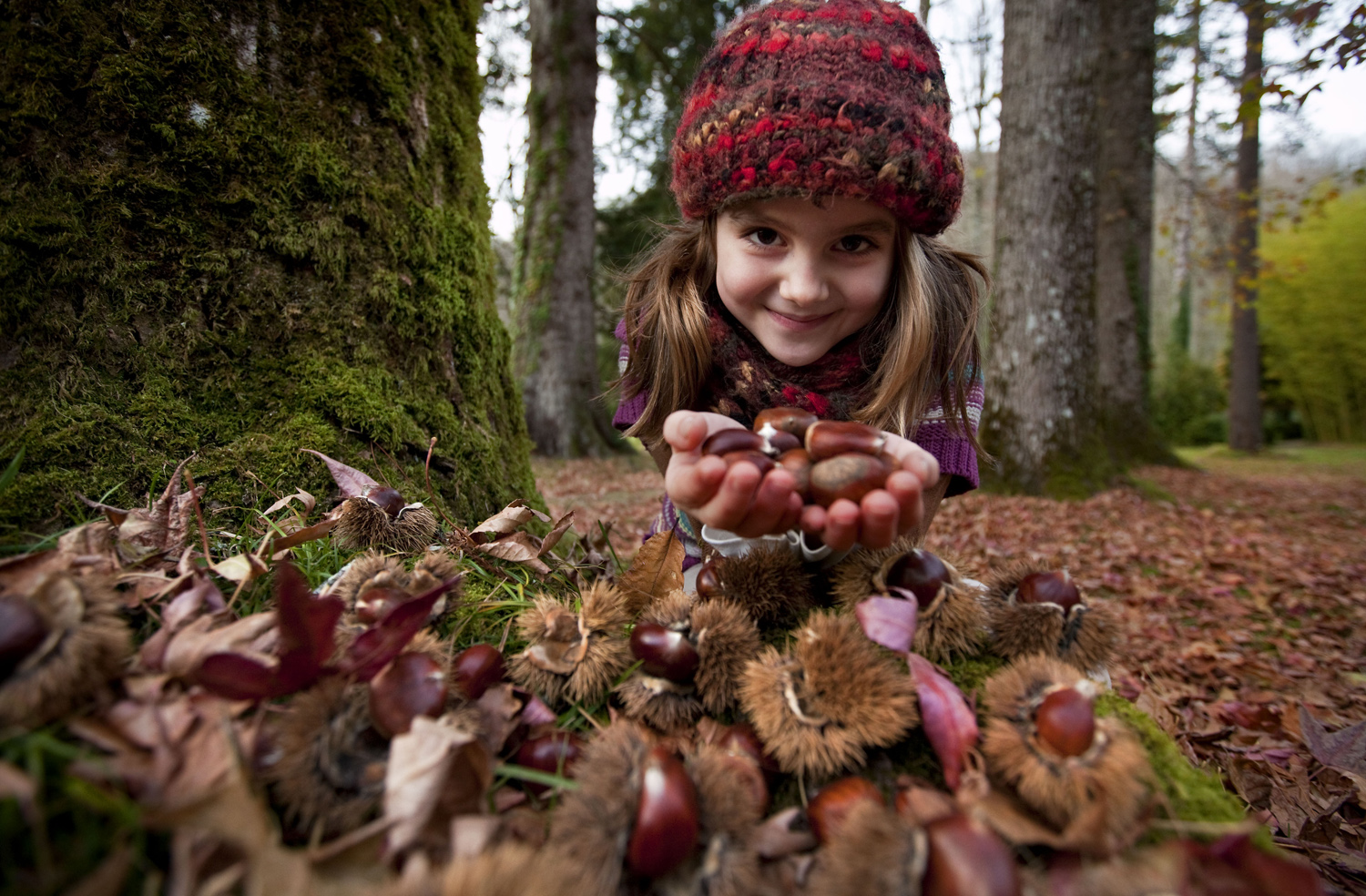 niña en un bosque con un puñado de castañas entre sus manos