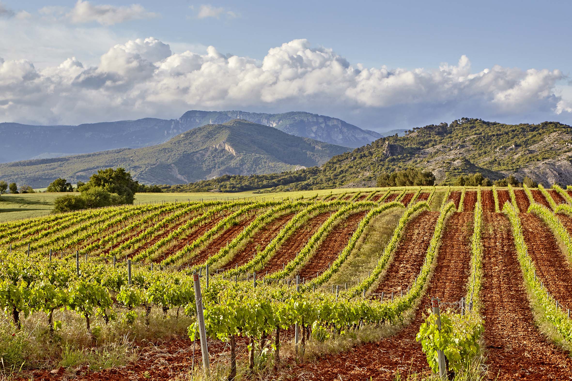 campo de viñedos haciendo ondas