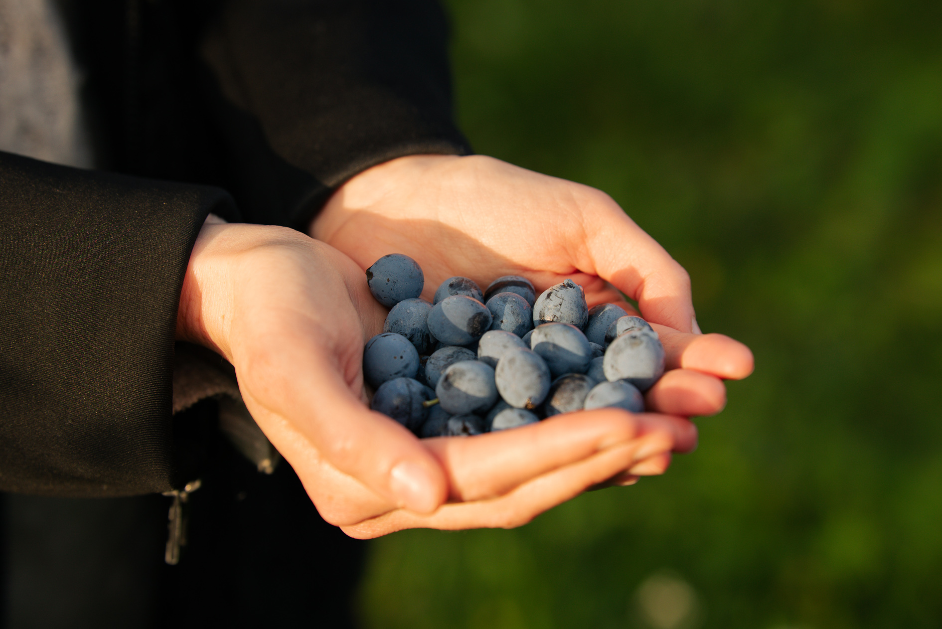 dos manos abiertas sujetando un puñado de endrinas