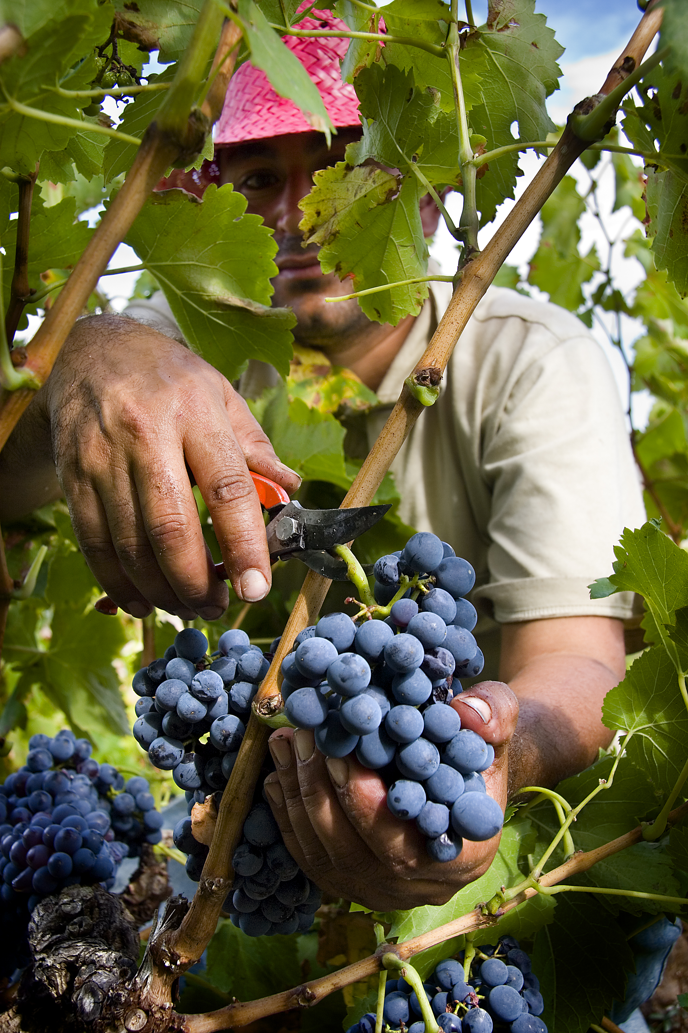 Cortando un racimo de uva garnacha