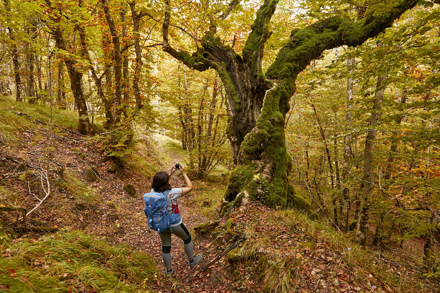 Mujer en un bosque otoñal fotografiando un árbol