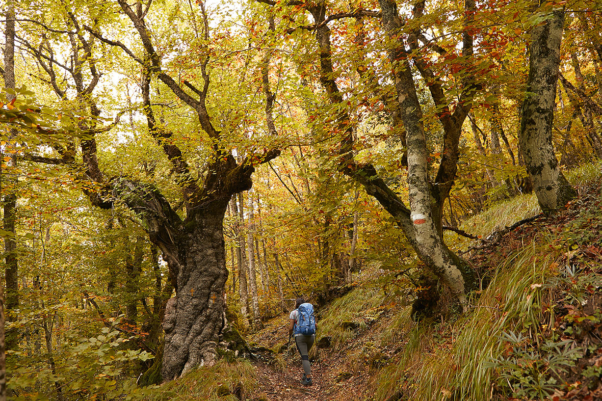 mujer andando de espaldas entre árboles en otoño