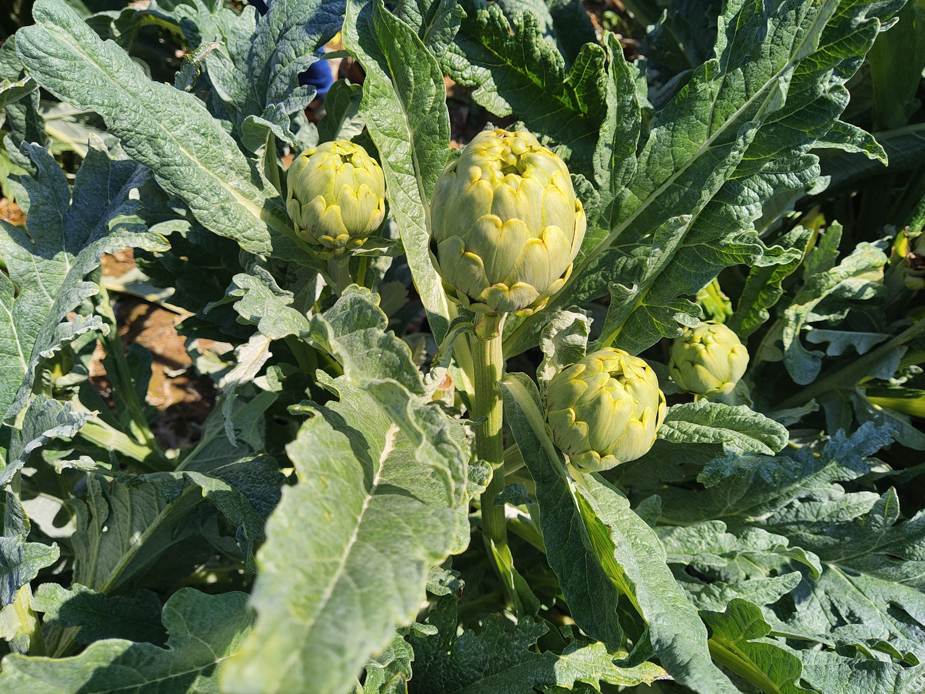 alcachofas en el campo