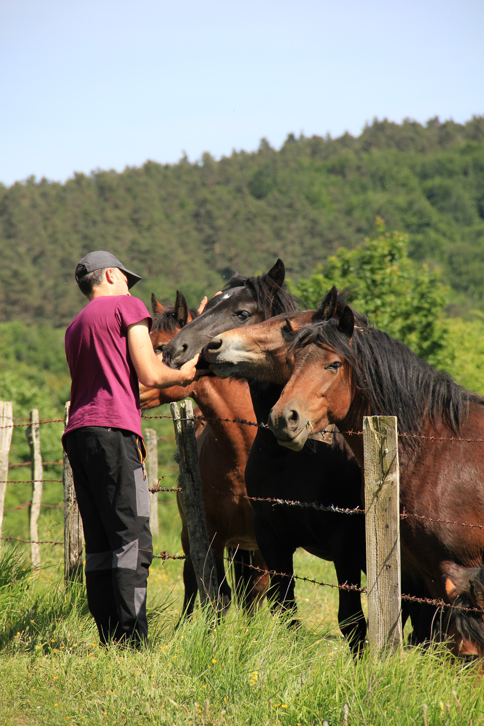 cuatro caballos y una persona acariciando uno