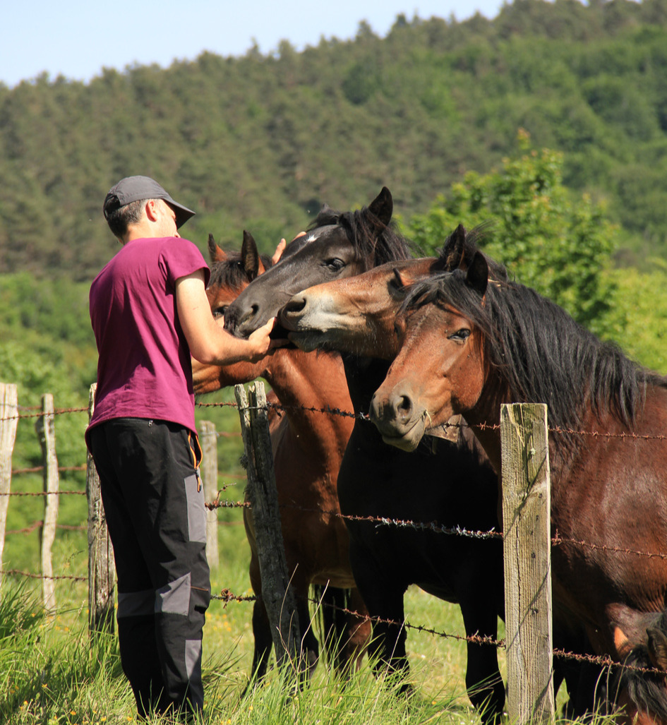 ganado caballar del pirineo navarro