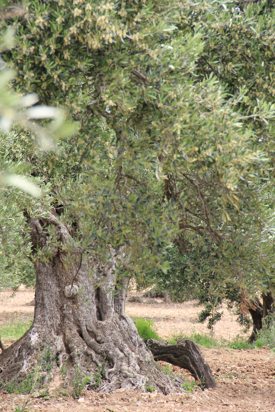 olivo