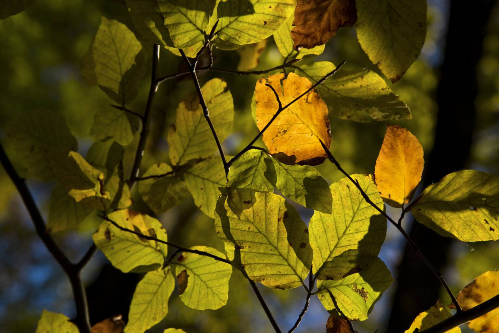 Detalle de hojas en tonos ocres