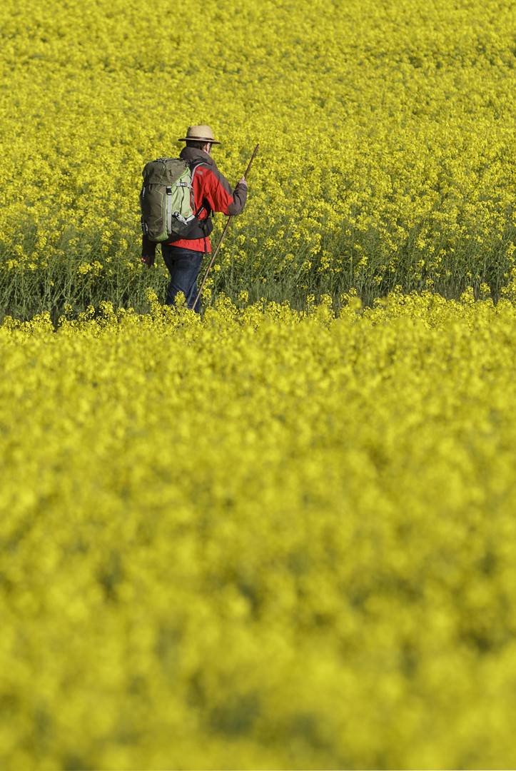 Le Chemin de Compostelle entre les fleurs