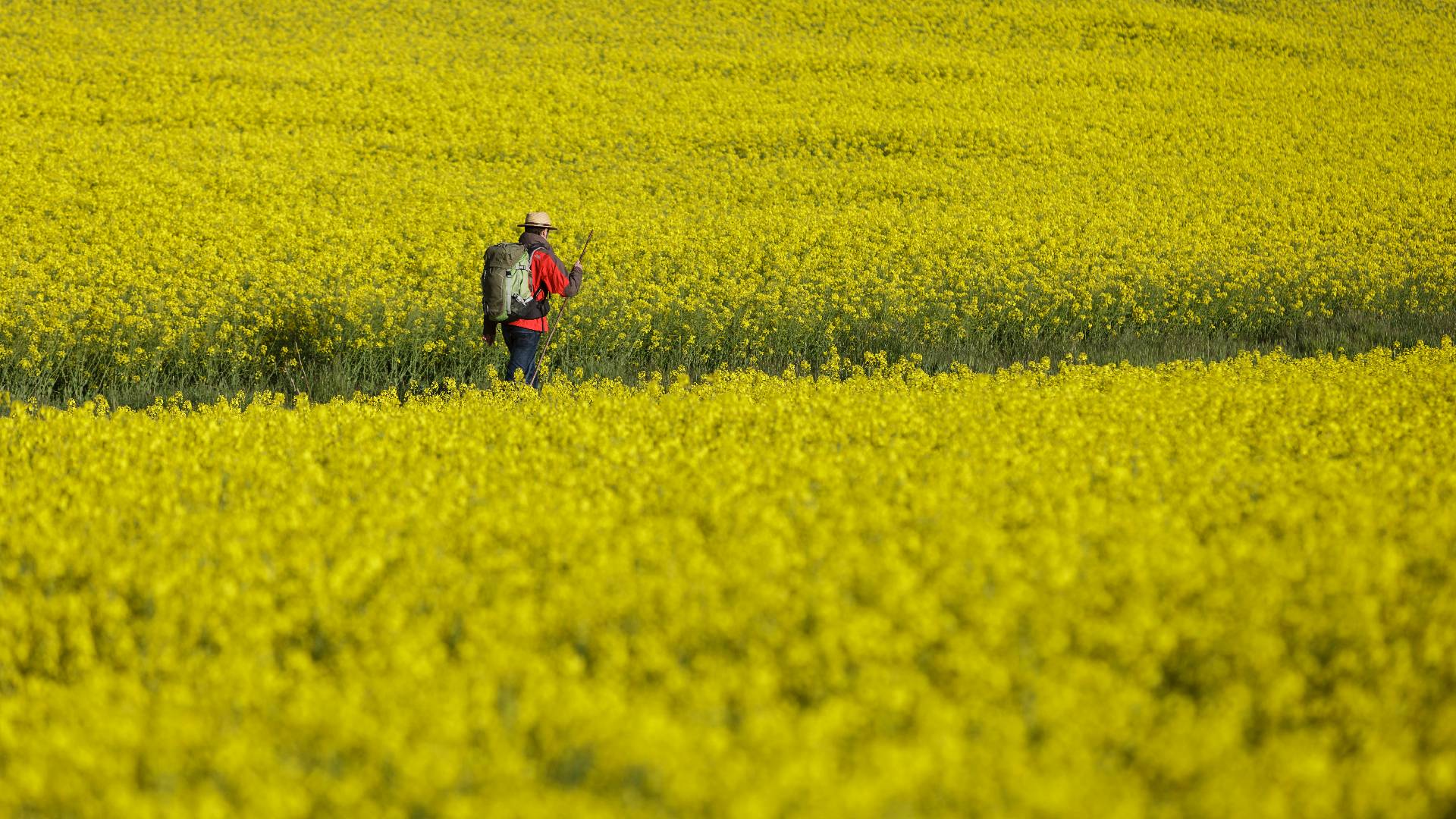 Peregrino andando entre campos de colza