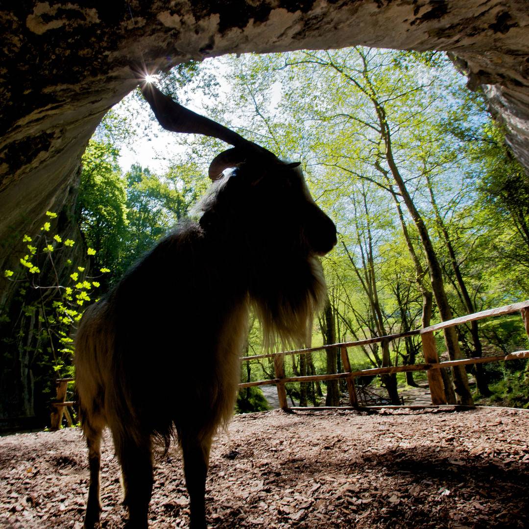 Akerra en la entrada de la cueva de Zugarramurdi