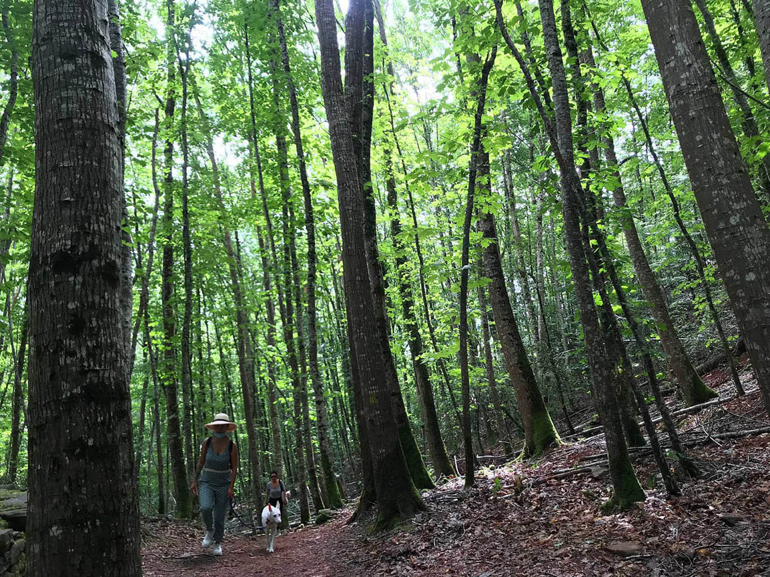Bosque