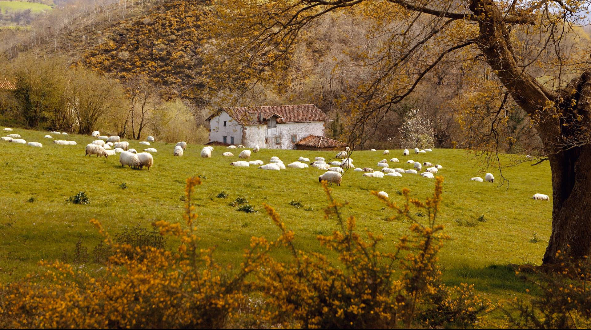 Paisaje con caserío y ovejas en Arizkun