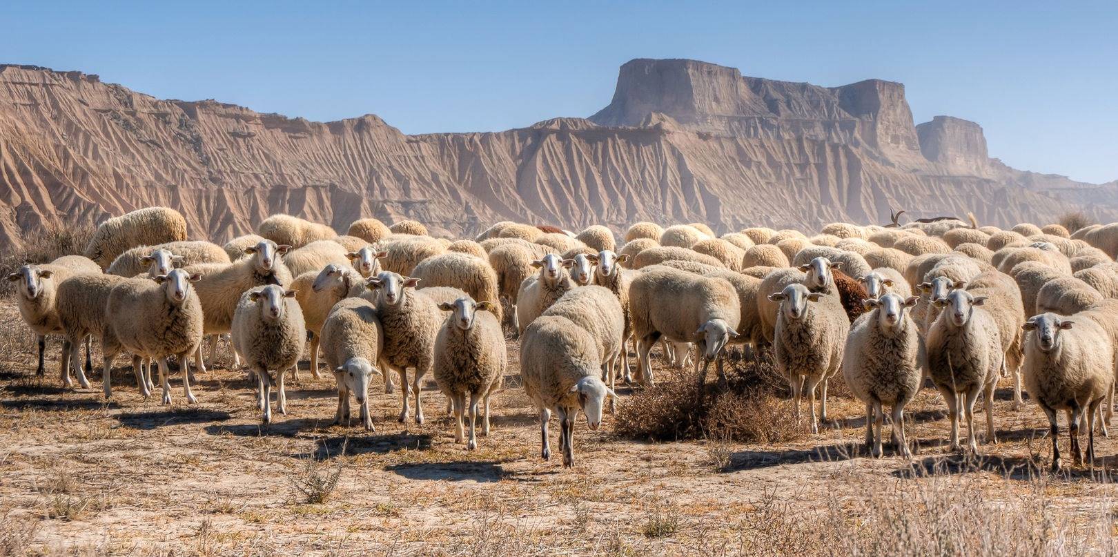 Rebaño de ovejas en las Bardenas