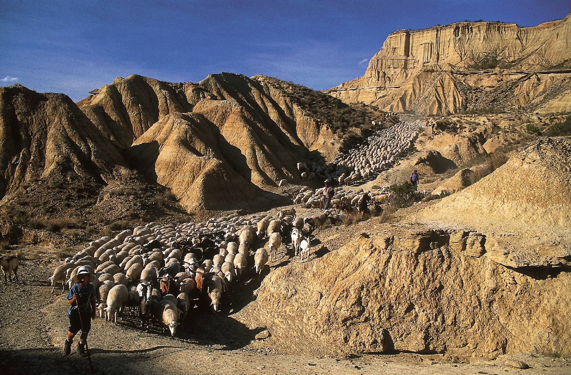 Rebaño de ovejas y pastor por la Cañada Real de los Roncaleses