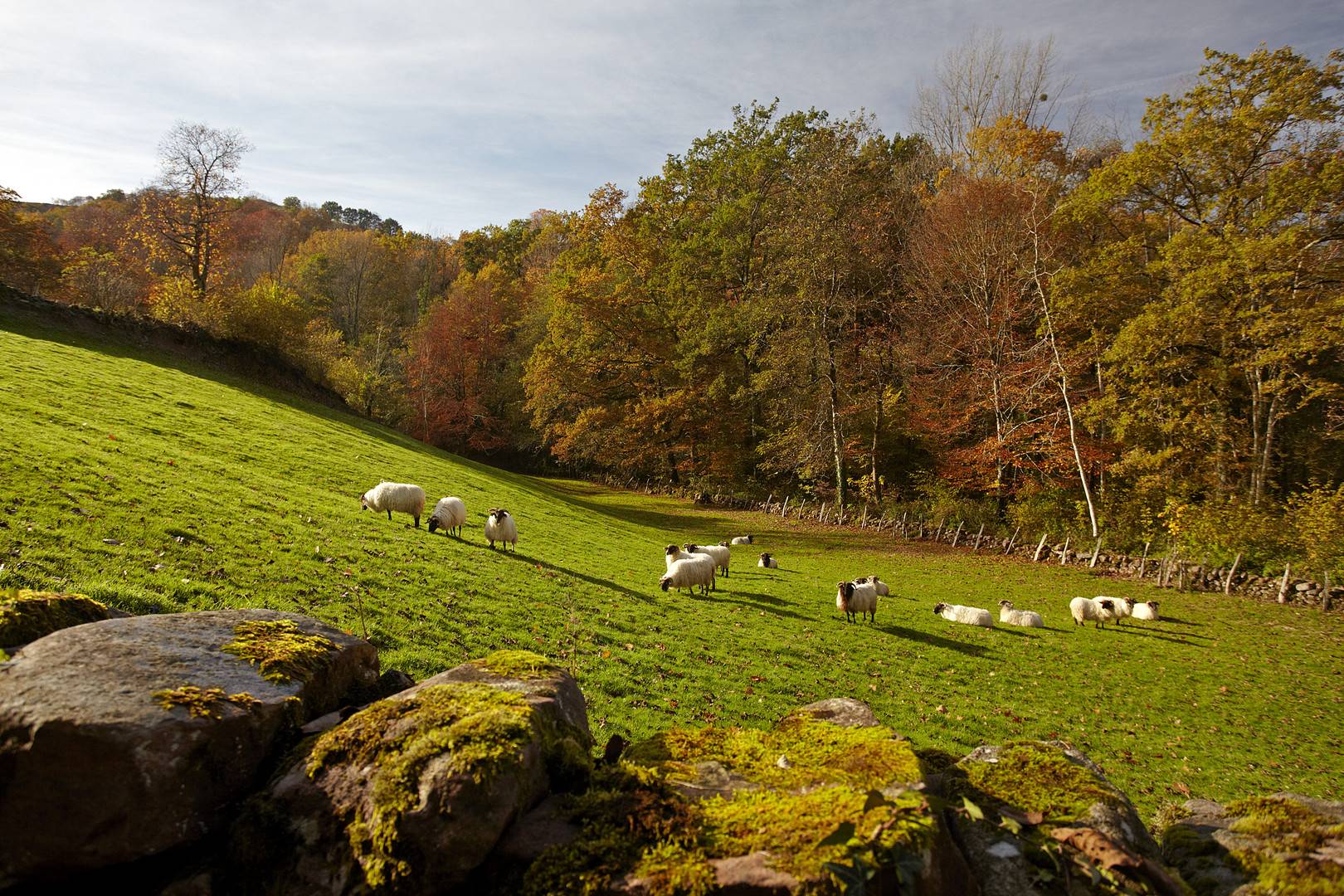 Paysage avec des moutons dans la vallée du Baztan