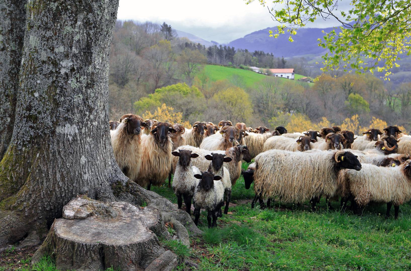 Rebaño de ovejas y corderos en Erratzu