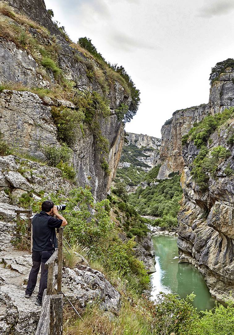 Observation des oiseaux