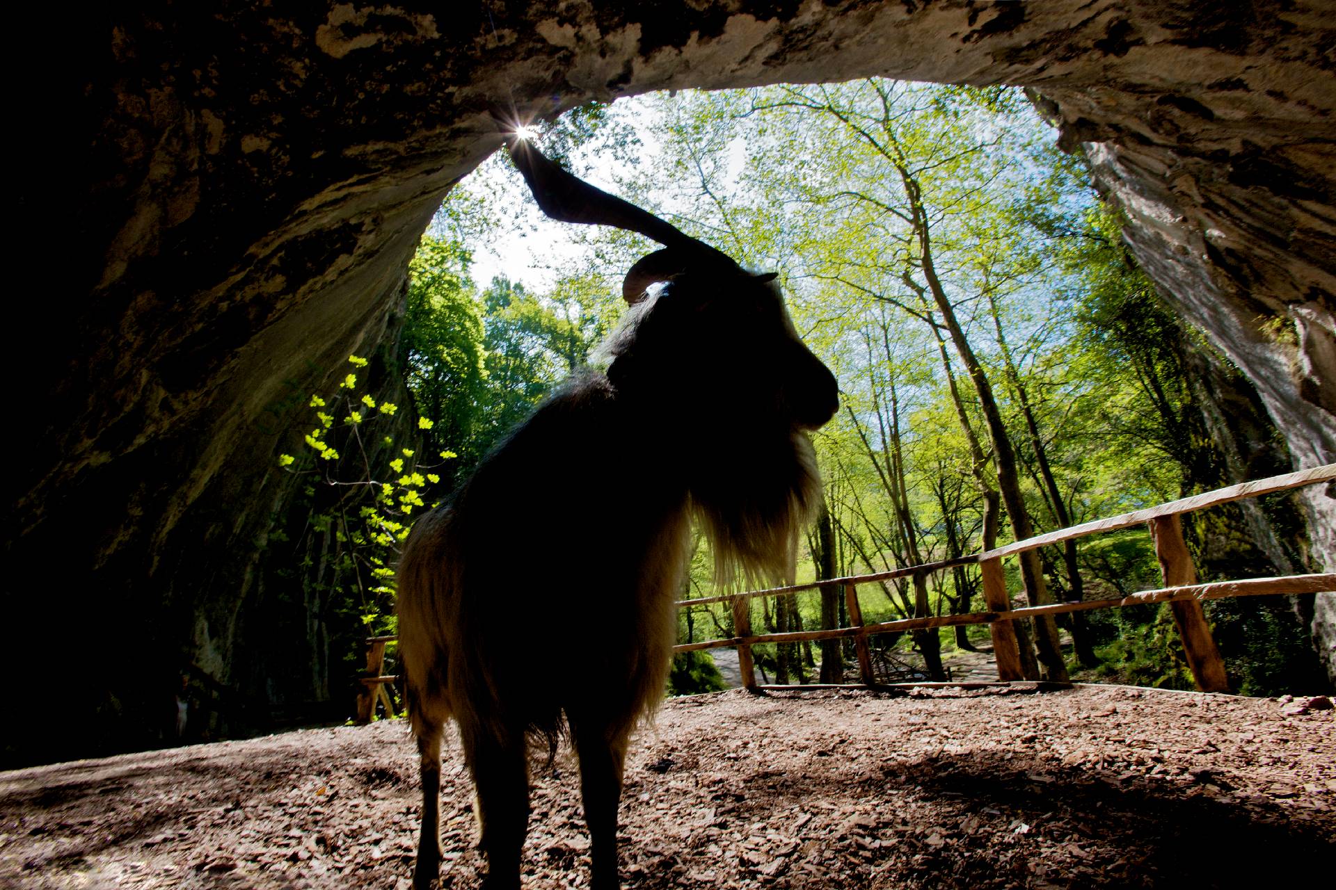 Male goat (aker) at the entrance of the Zugarramurdi Cave