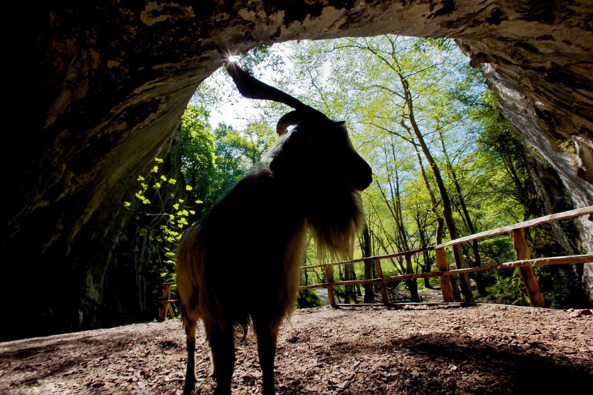 Bouc (aker) à l’entrée de la grotte de Zugarramurdi