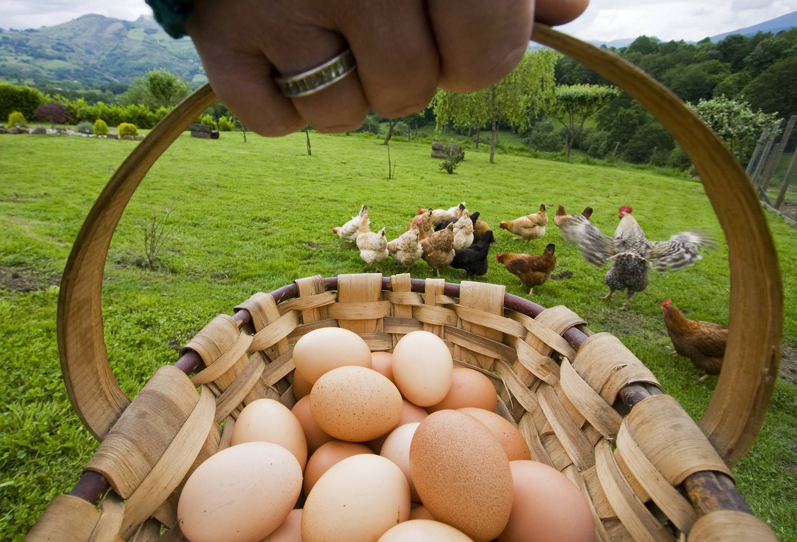 Cesta con huevos y gallinas