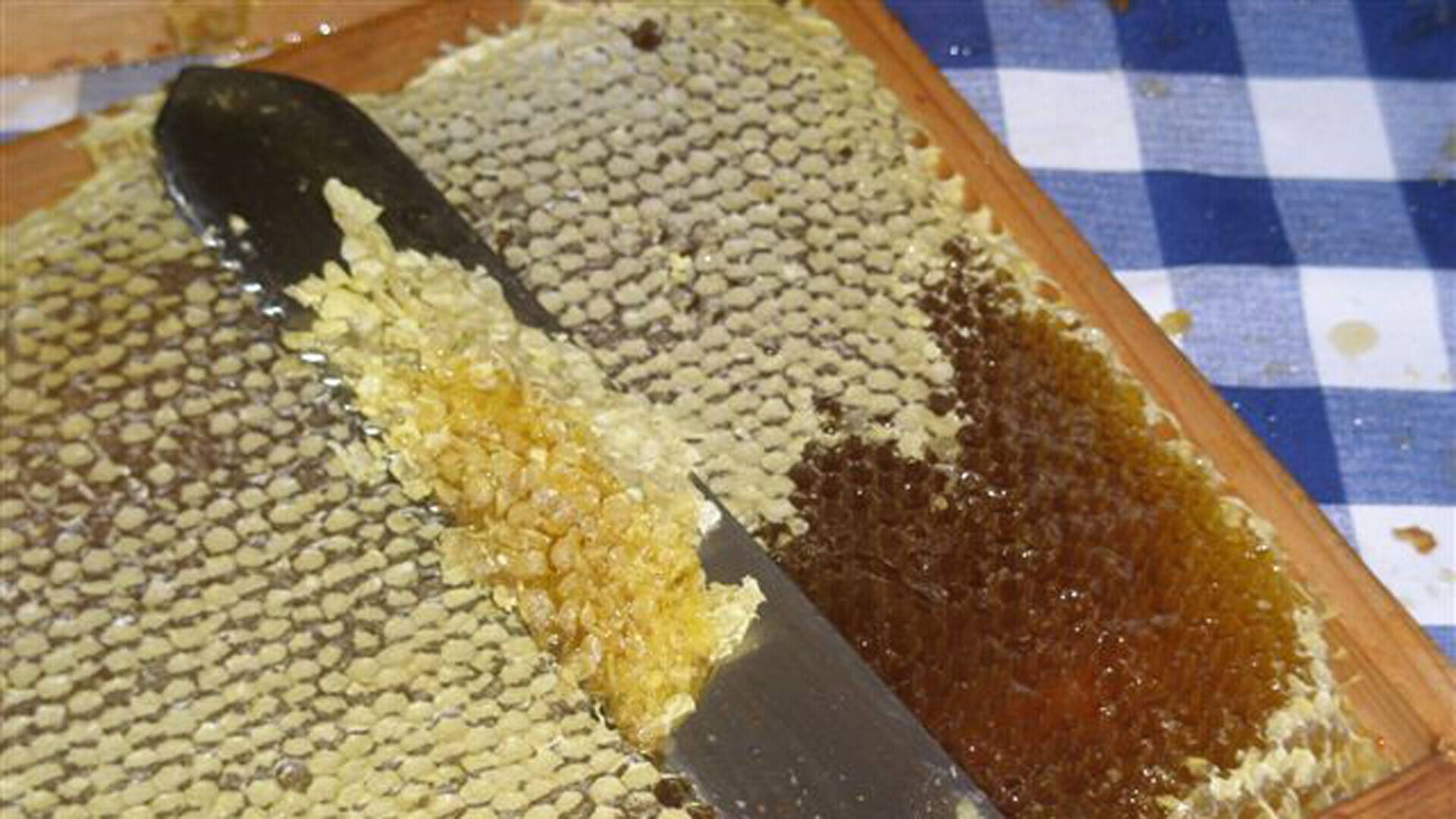 Beekeeping on the Eztitsu honey farm