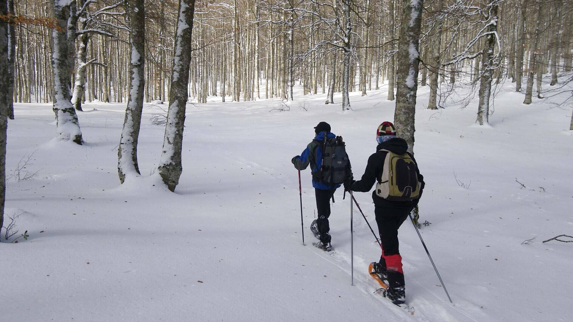 Paseo guiado con raquetas de nieve Planes Visit Navarra Web Paseo guiado con raquetas de nieve Planes Visit Navarra Web