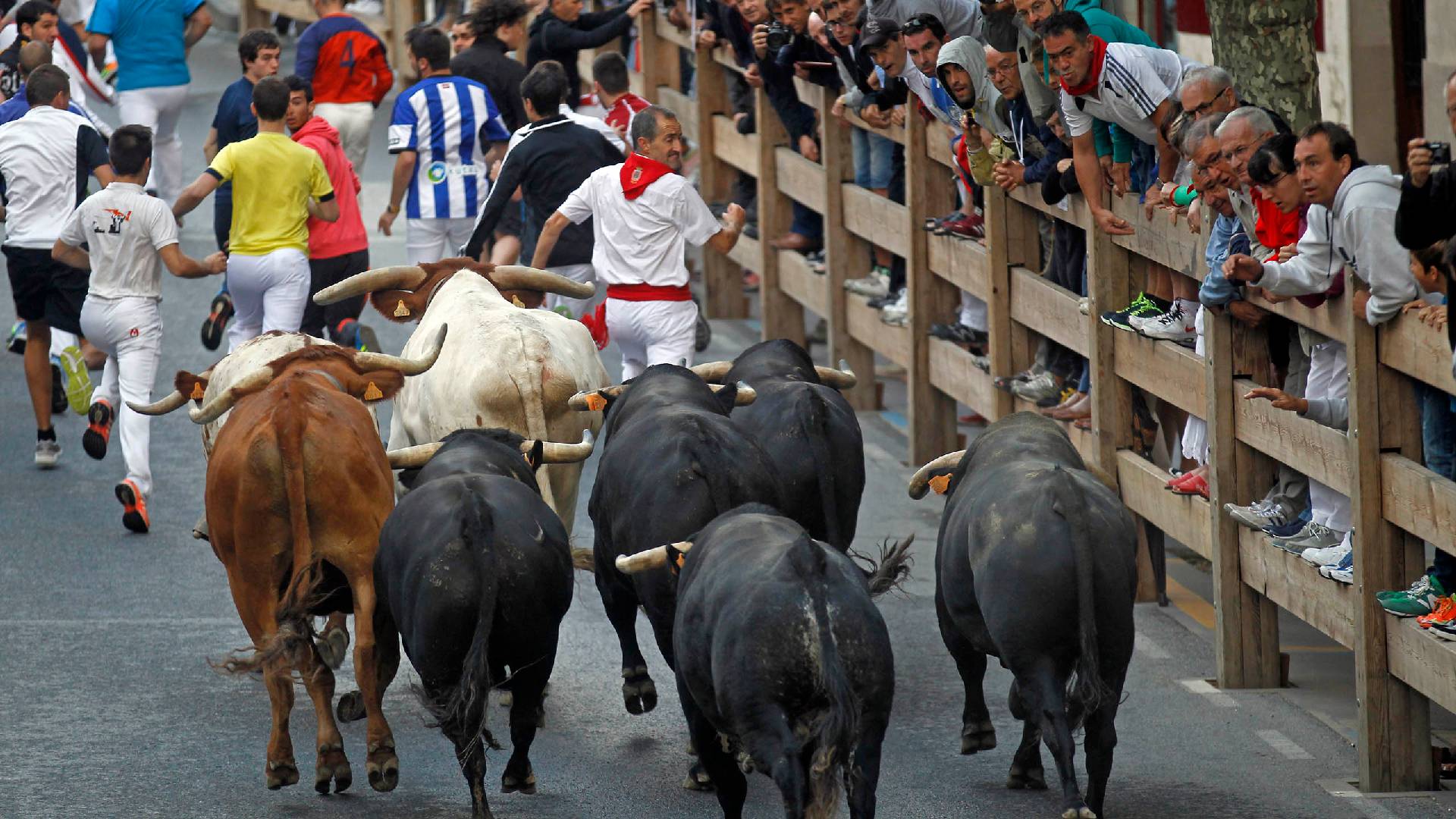 Running of the bulls and bullfights in the Bull Ring