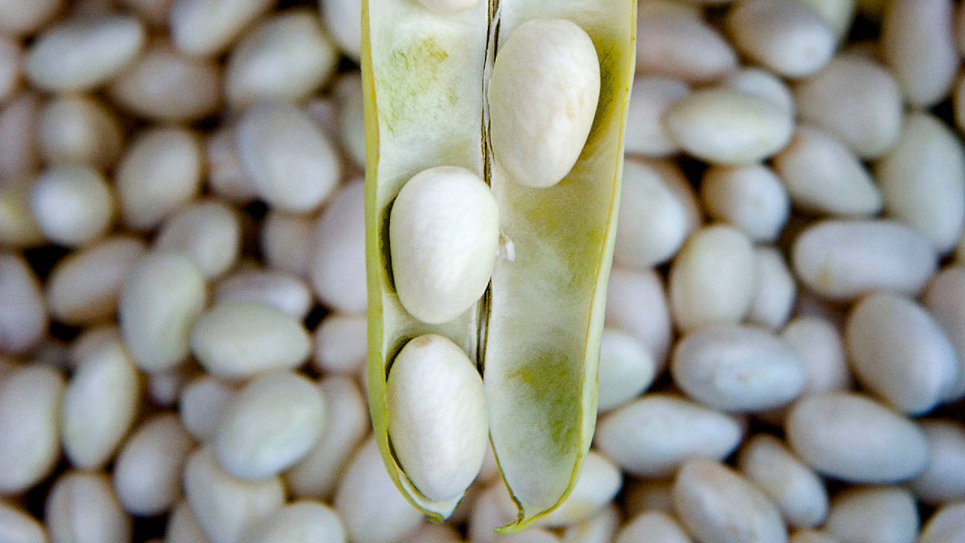Days in Praise of Potxa Beans