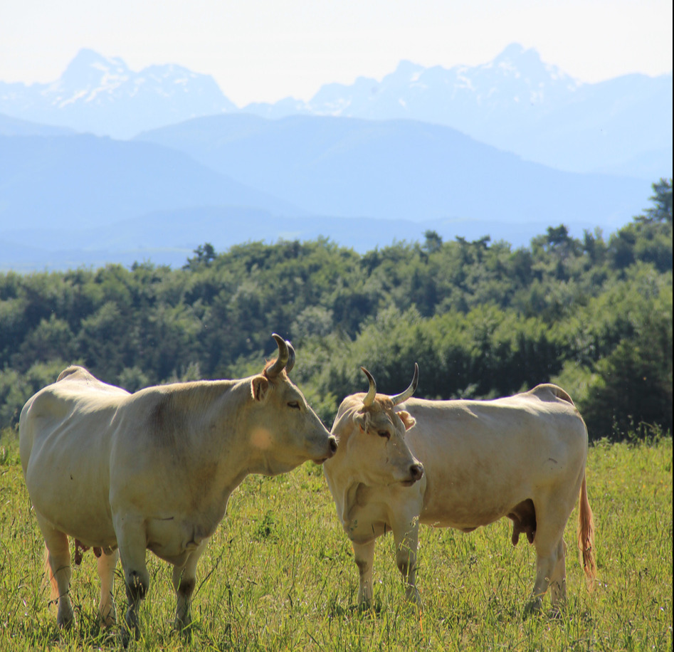 vacas en prado del Pirineo navarro