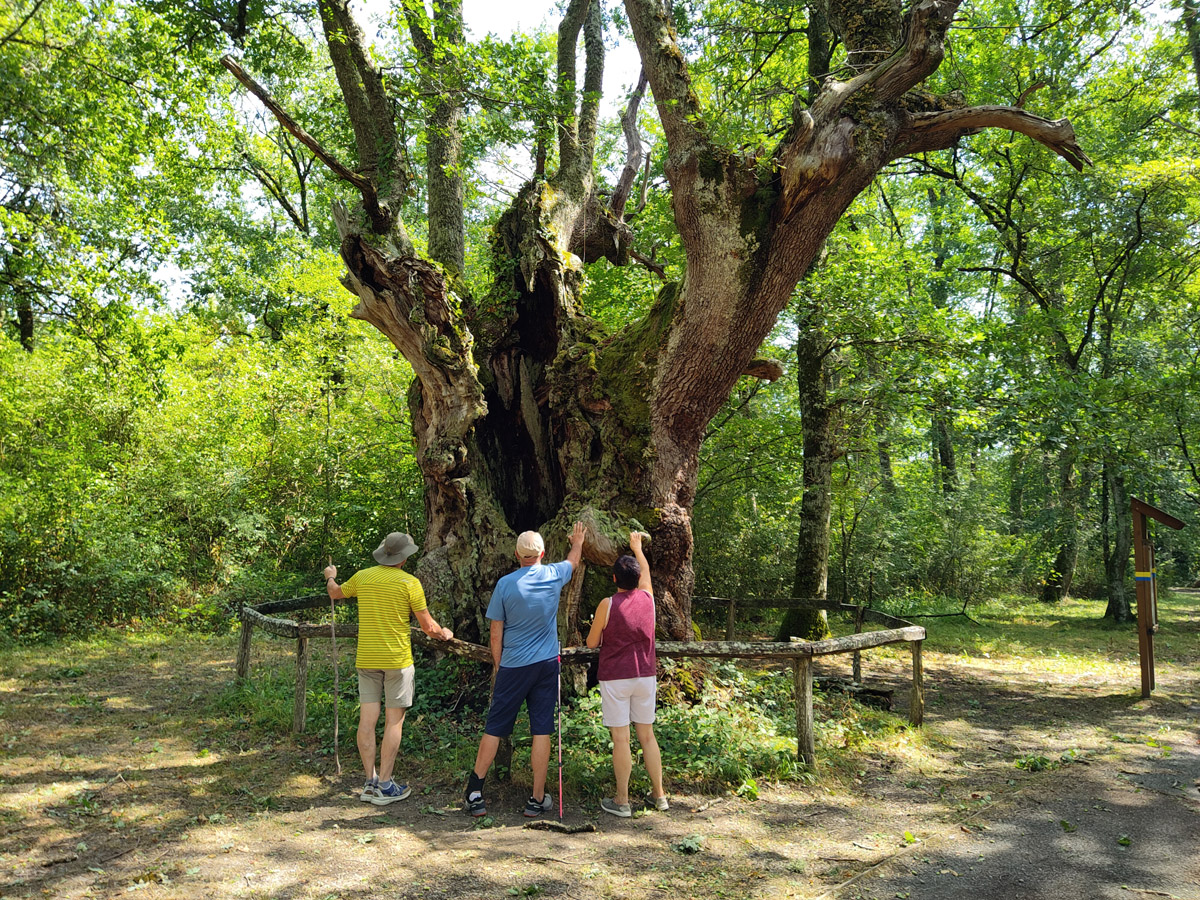 tres senderistas, de espaldas,  delante de un gran roble