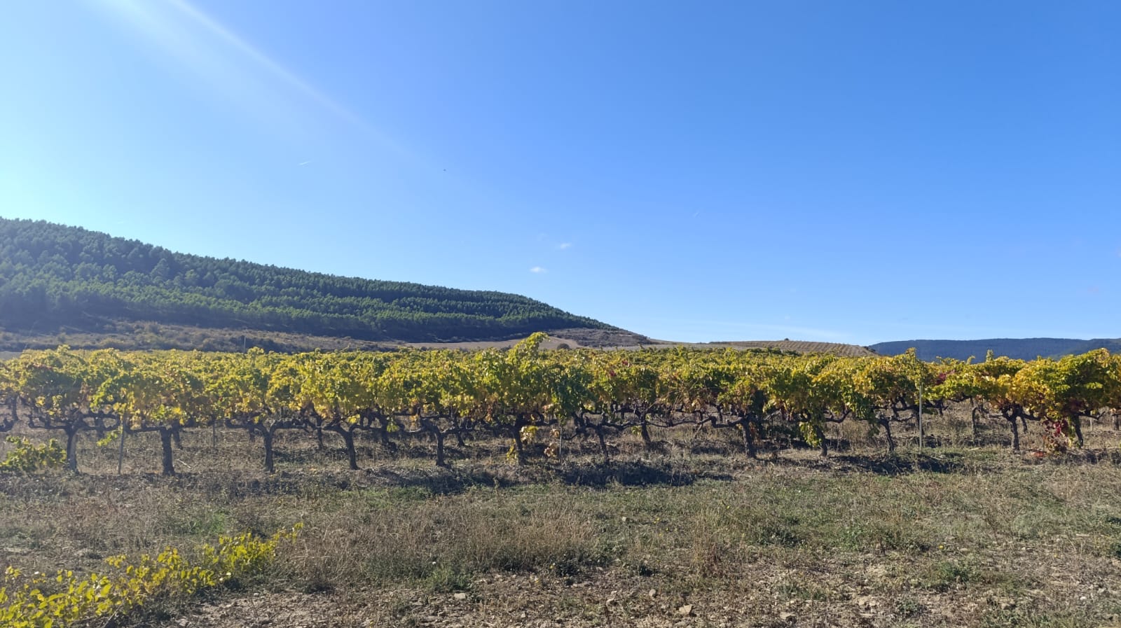 viñedo