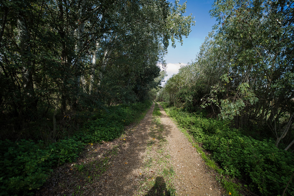 camino entre árboles