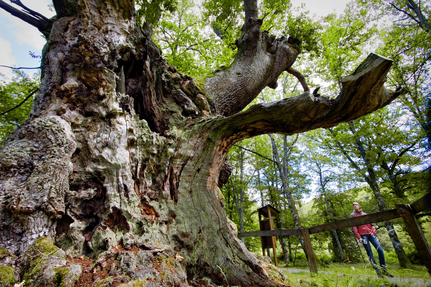 Monumental oak of Jauntsarats